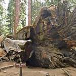 The Wawona Tree