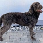 Wally Conron – Labradoodles