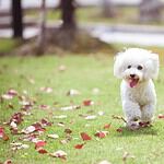Bichon Frise