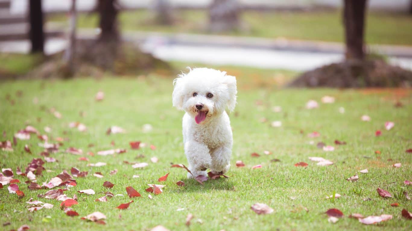 Bichon Frise