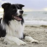 14. Border Collie