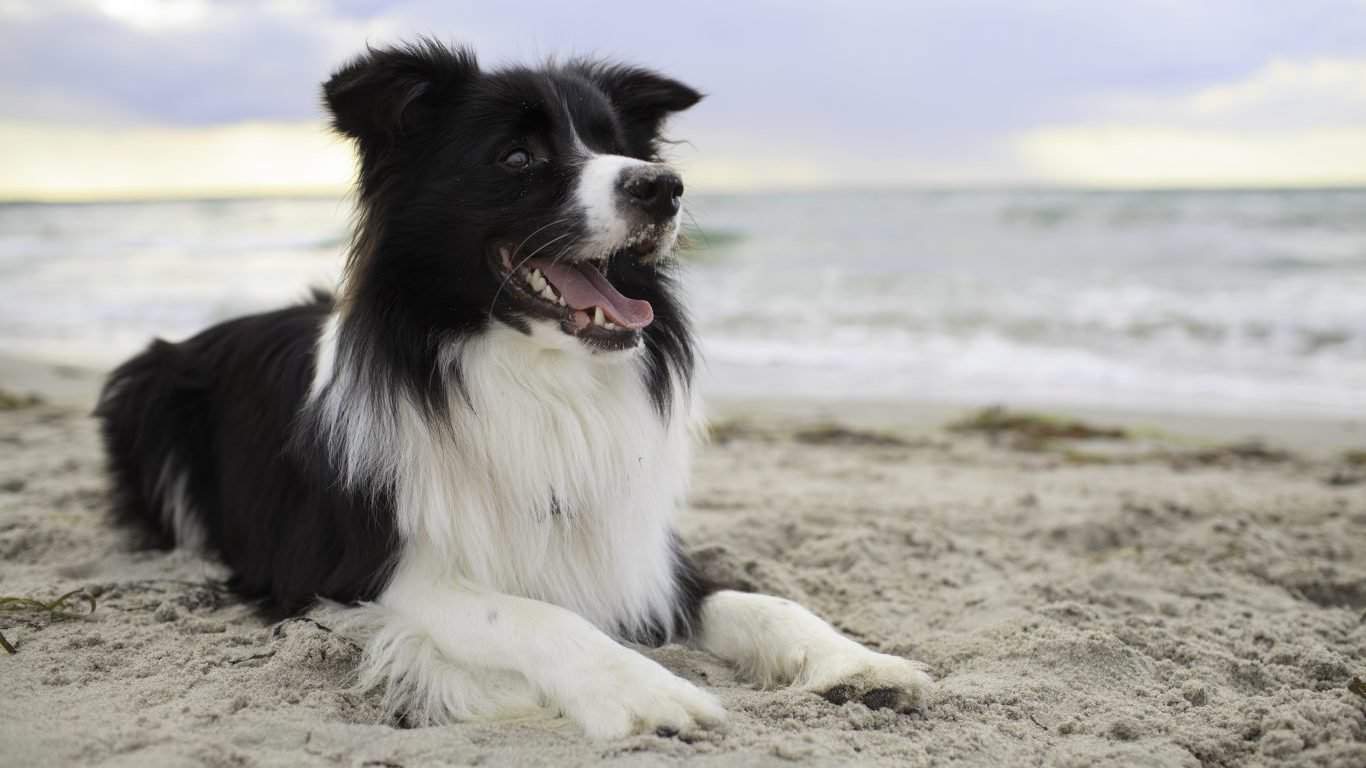 14. Border Collie