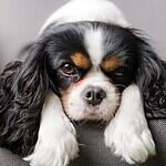 Cavalier King Charles Spaniel
