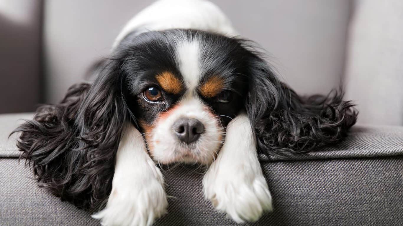 Cavalier King Charles Spaniel