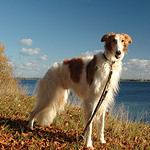 Borzoi