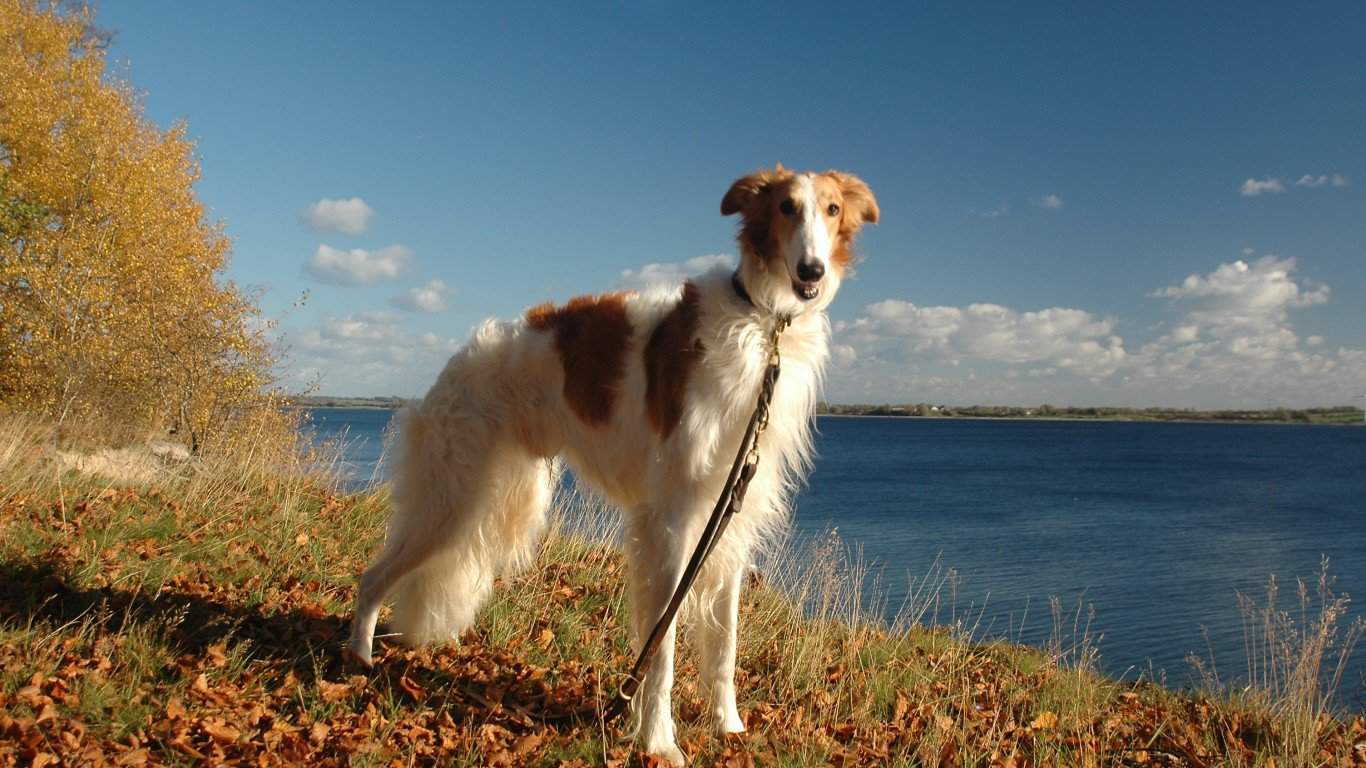 Borzoi