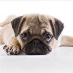 Pug