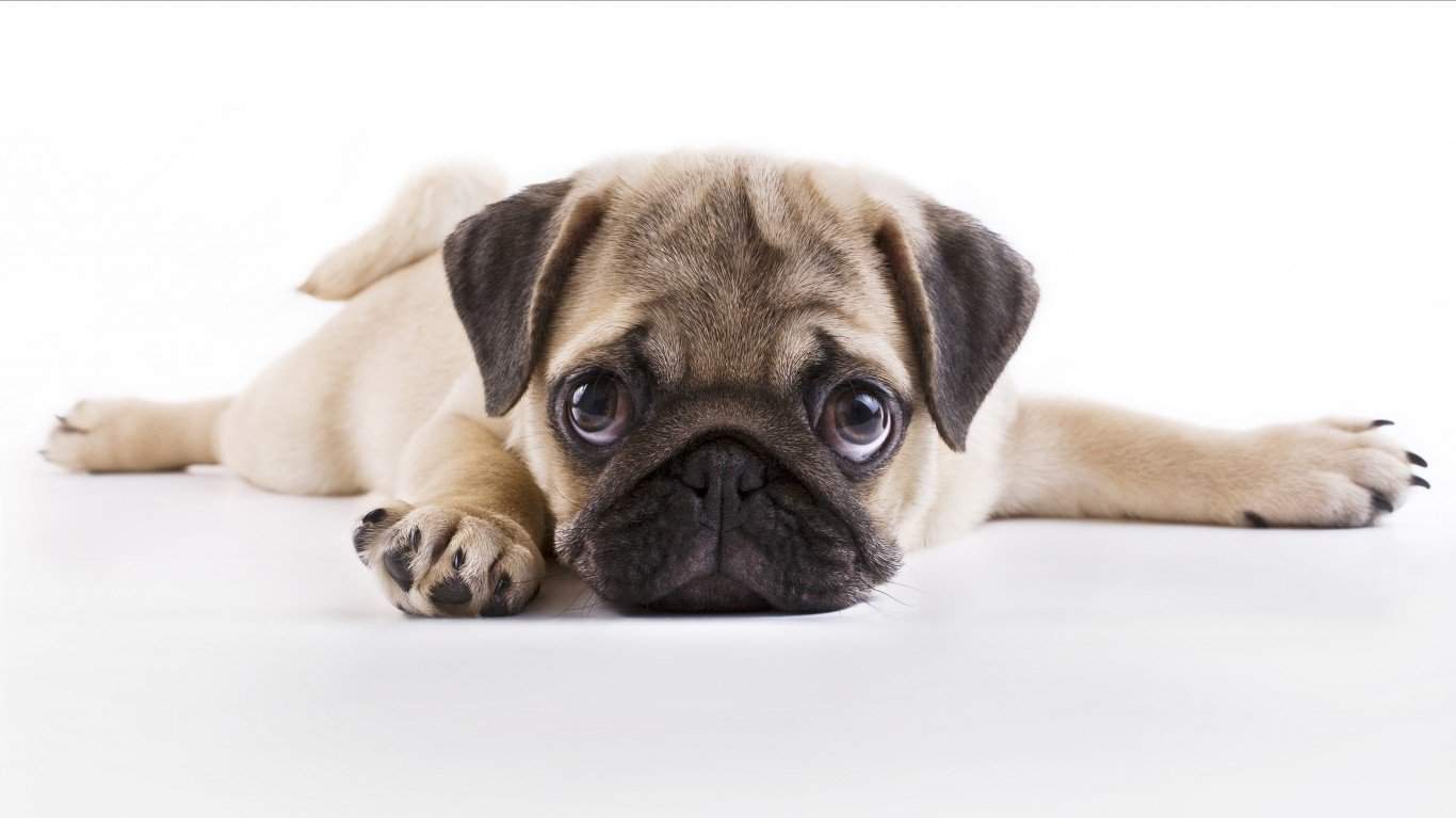 Pug