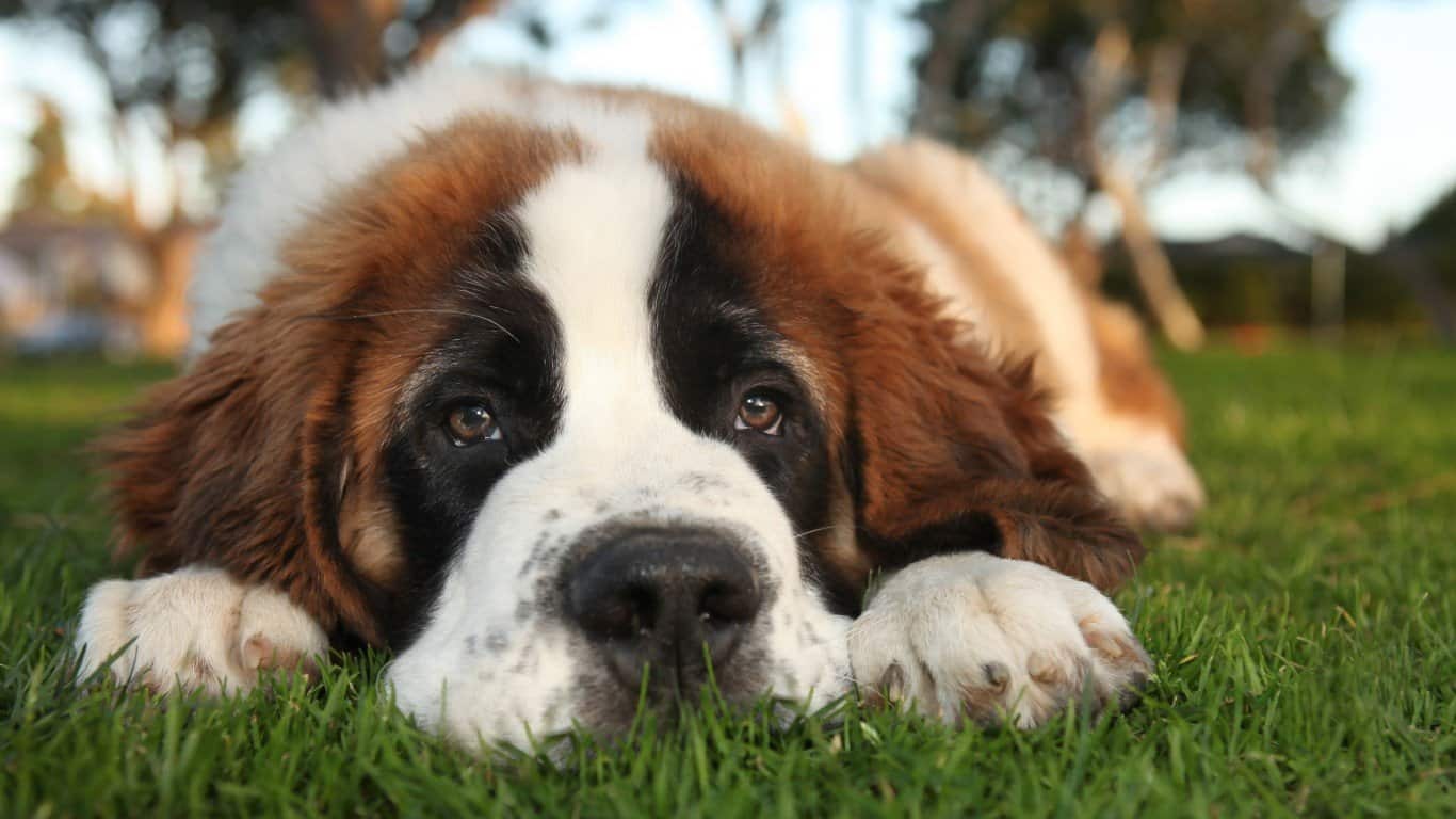 13. Saint Bernard