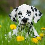 Dalmatian