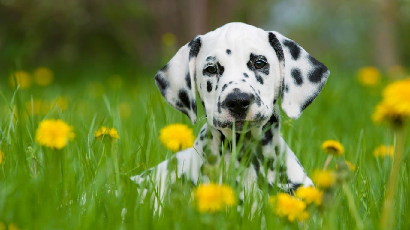 Dalmatian