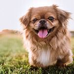 Pekinese
