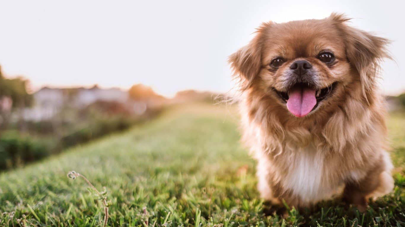 Pekinese