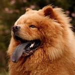 Chow chow
