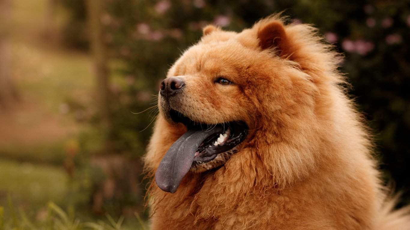 Chow chow