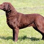 Chesapeake Bay Retriever