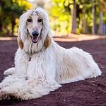 Afghan Hound