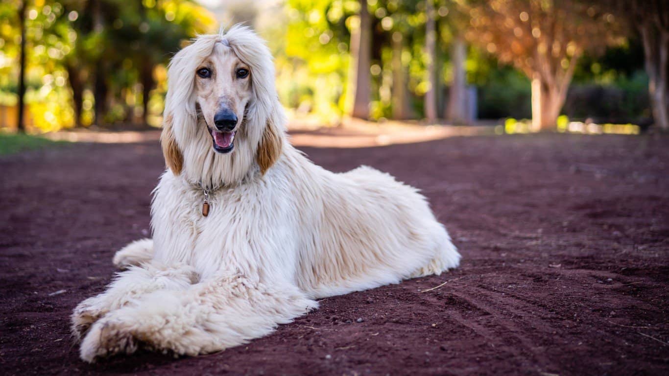 Afghan Hound