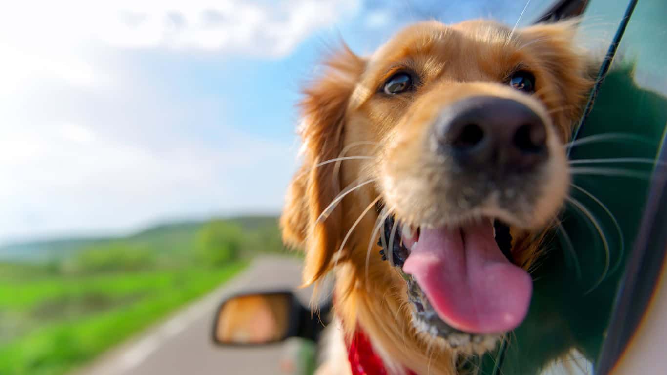 Golden Retriever