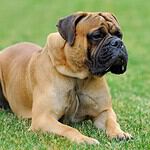 Bullmastiff