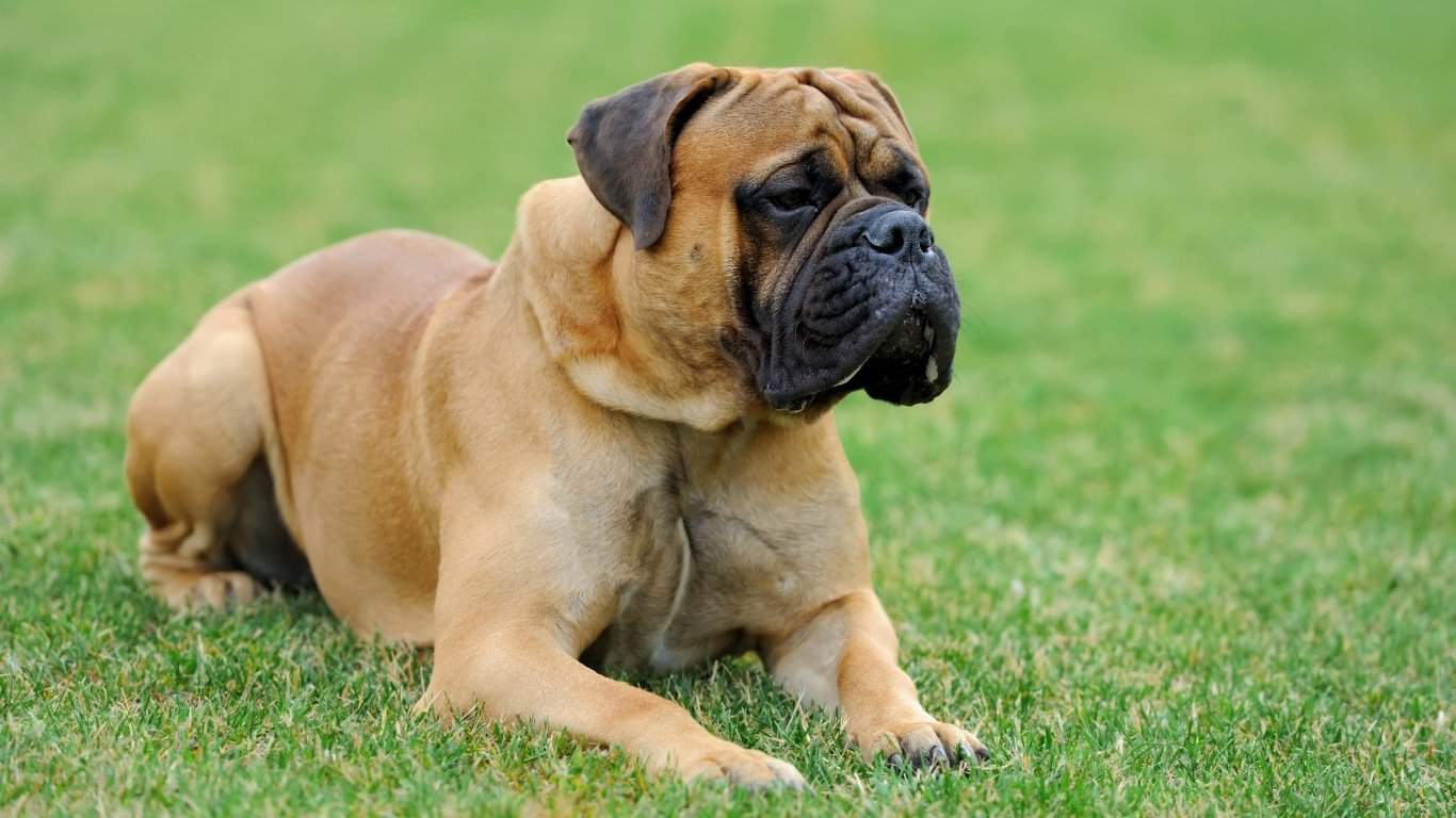Bullmastiff