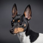 Toy Fox Terrier