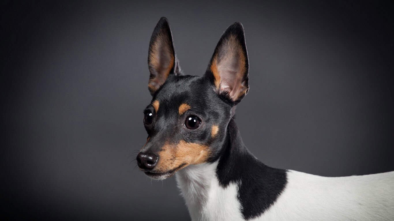 Toy Fox Terrier