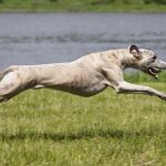 Greyhound
