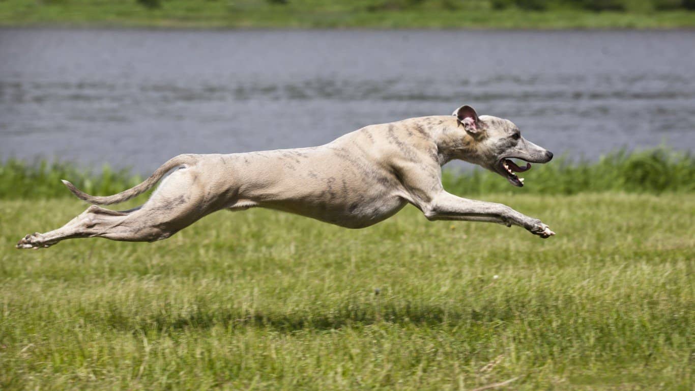 Greyhound
