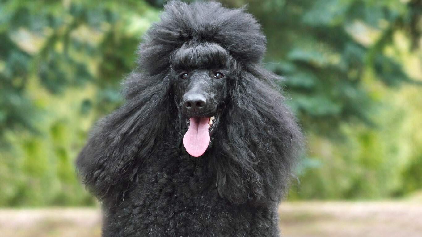 2. Poodle