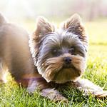 Yorkshire Terrier