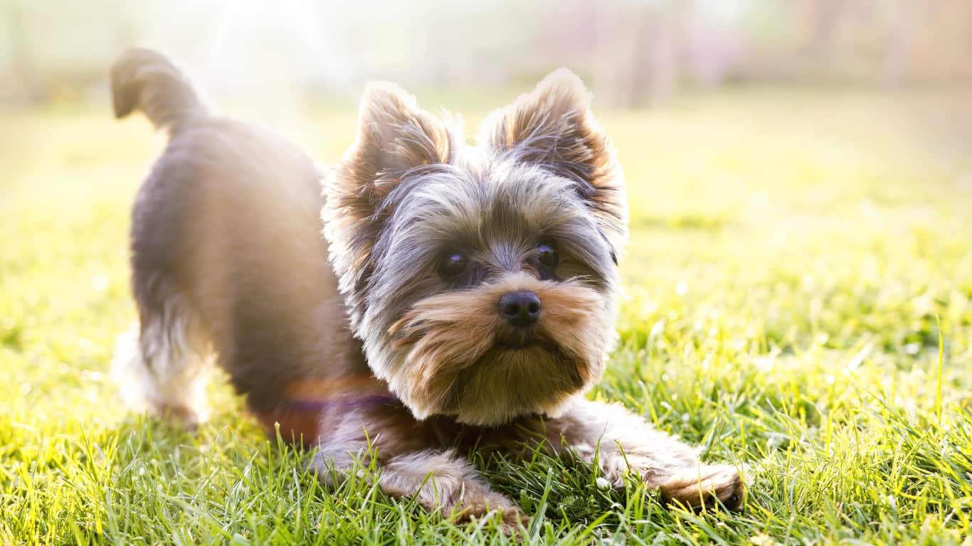 Yorkshire Terrier