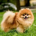 Pomeranian