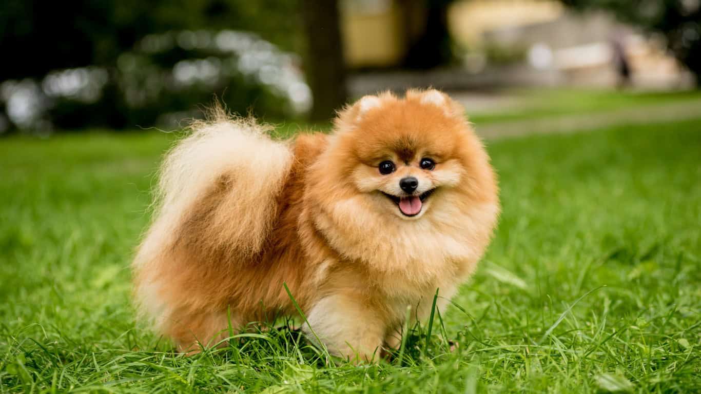 Pomeranian