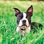 Boston Terrier