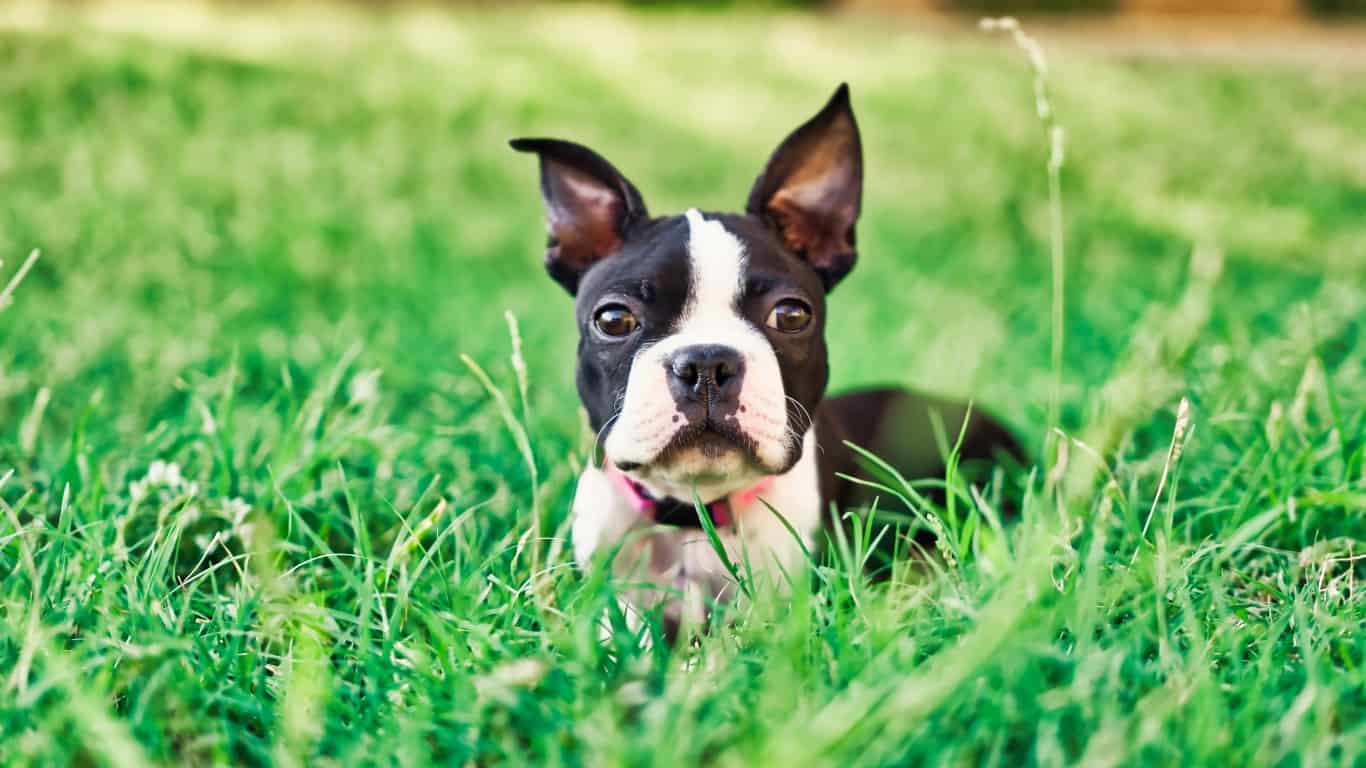 Boston Terrier