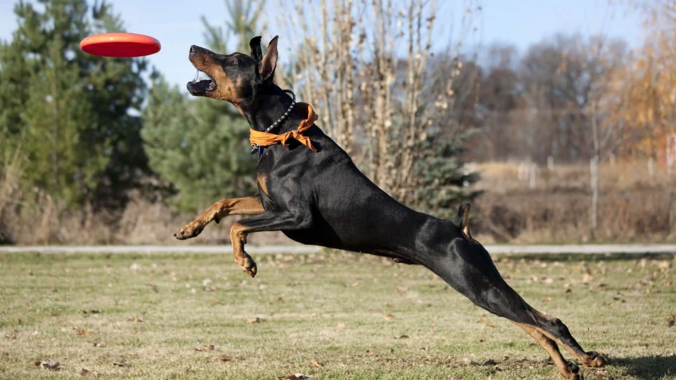5. Doberman Pinscher