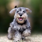 A Picture of OP's Mom with Their Dog