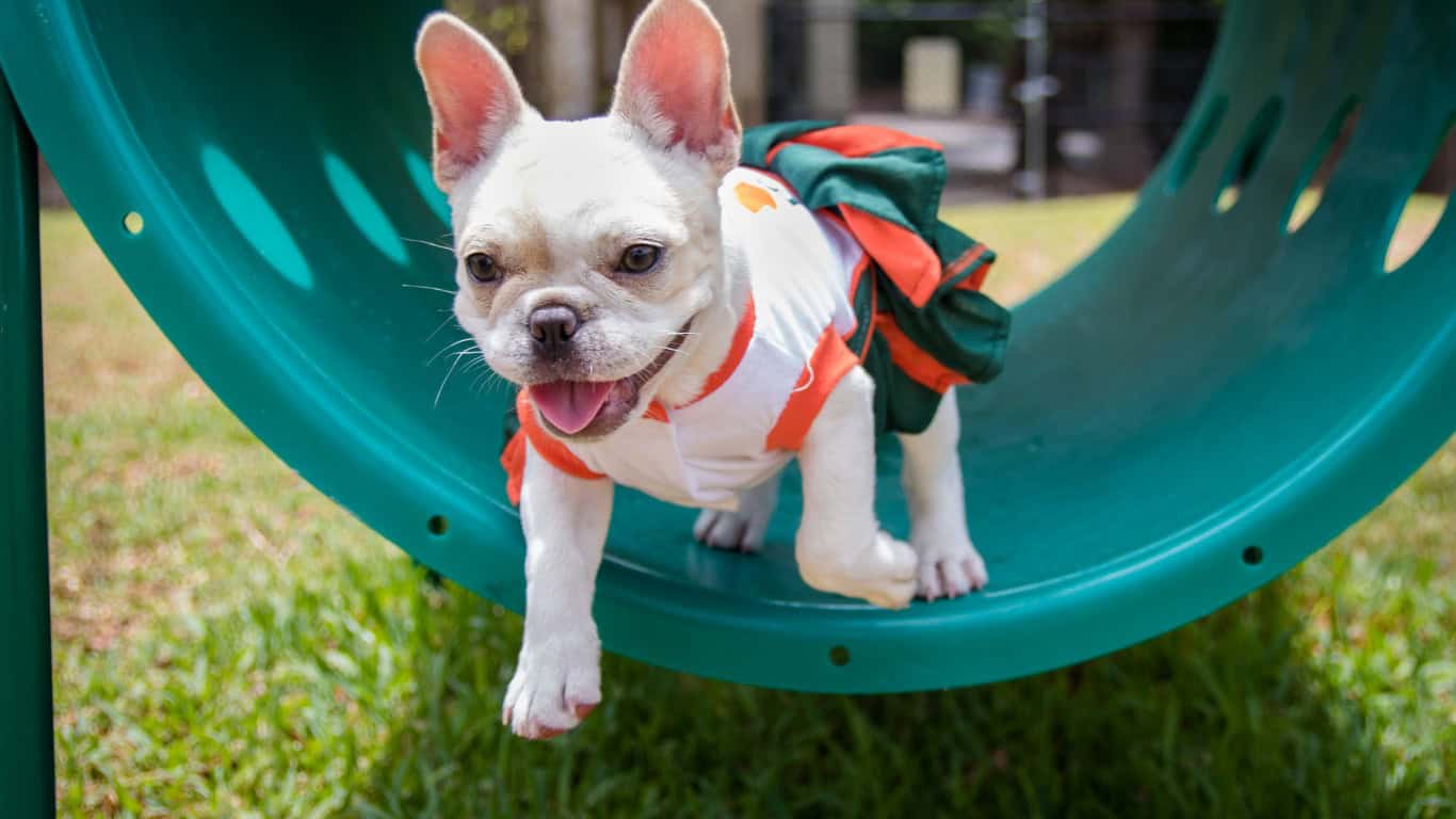 French Bulldog