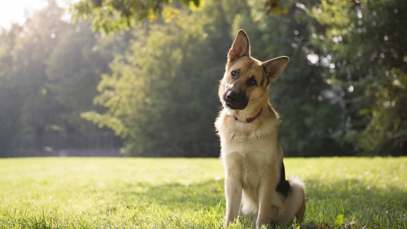 3. German Shepherd