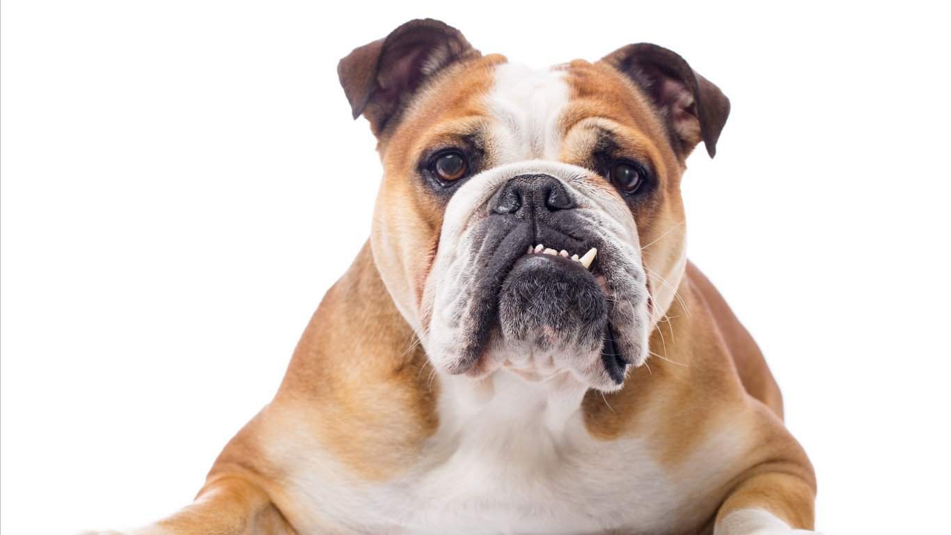 10. Bulldog