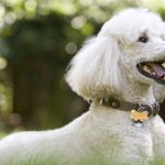 Poodle