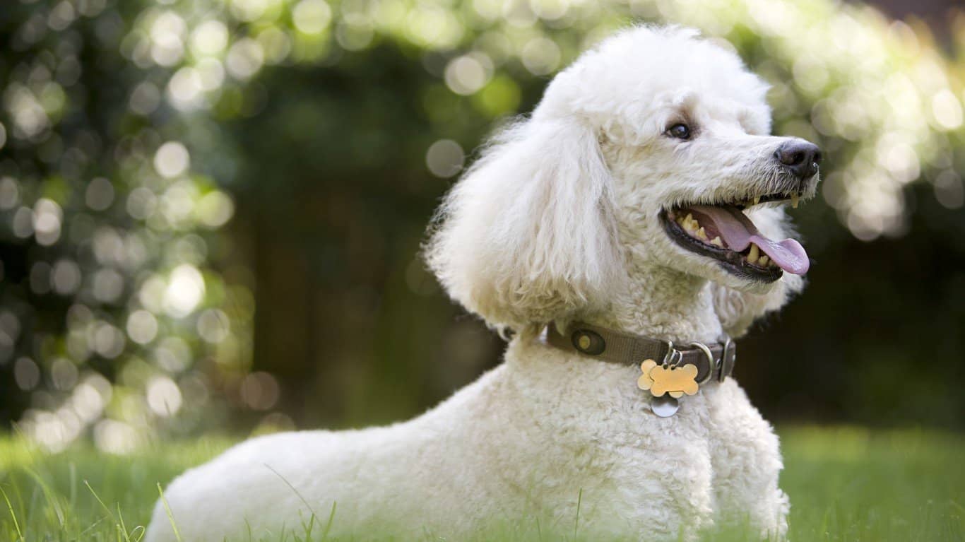 Poodle