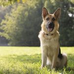 German Shepherd Dog