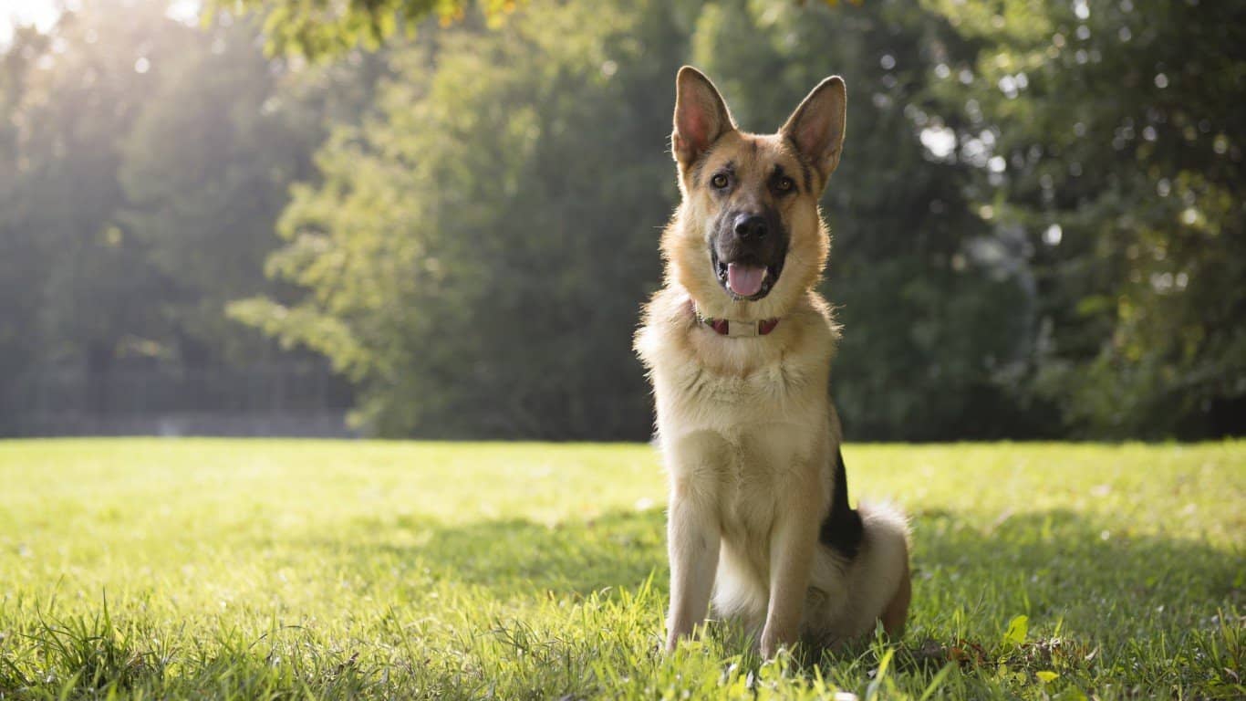 German Shepherd Dog