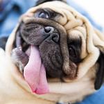 Pug