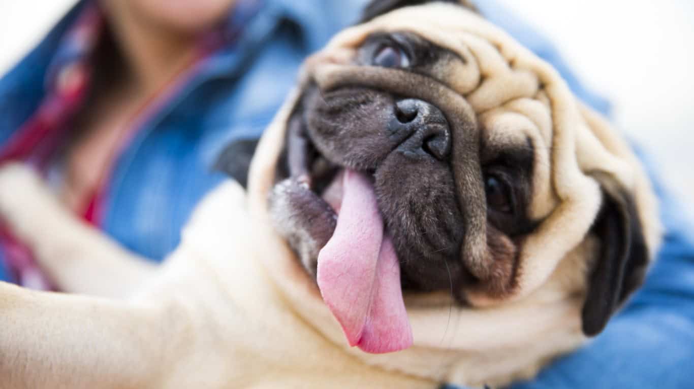 Pug