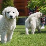 Kuvasz