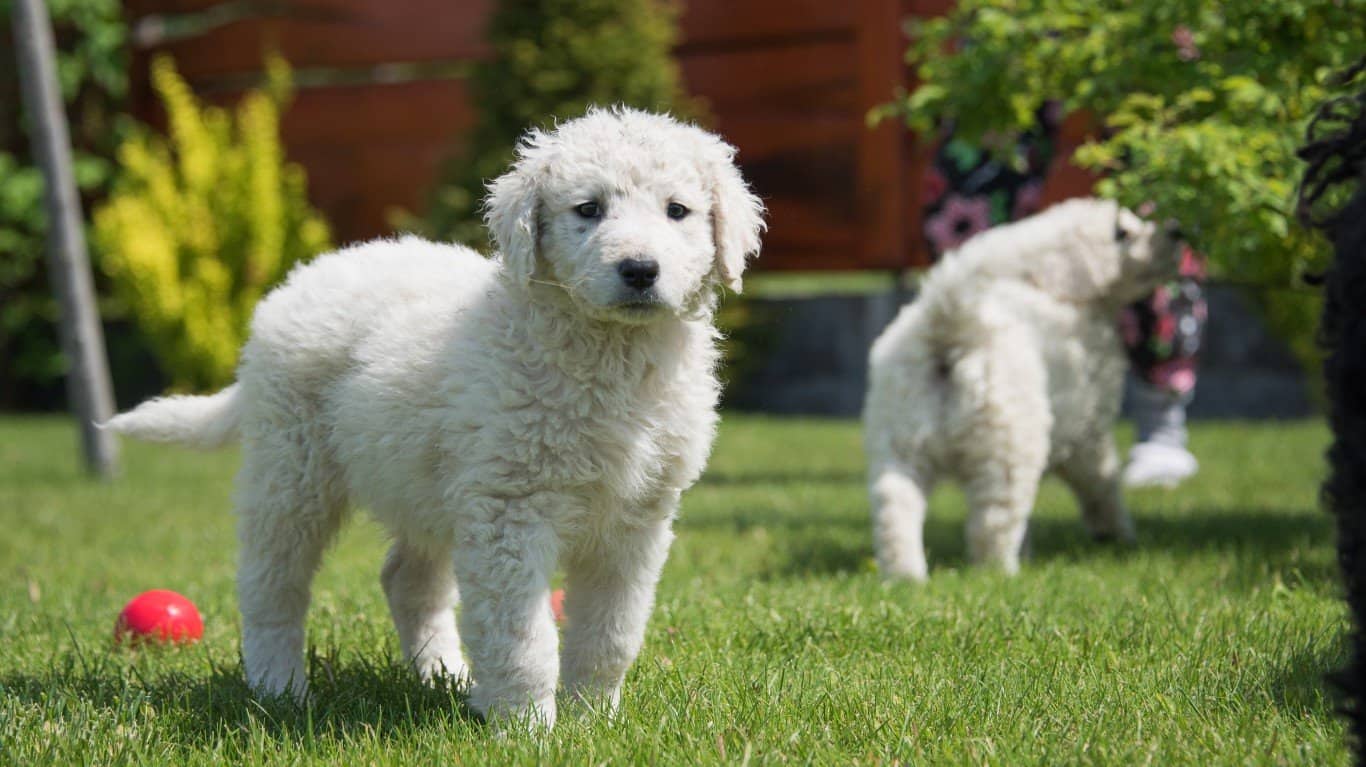 Kuvasz