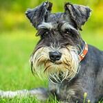Miniature Schnauzer